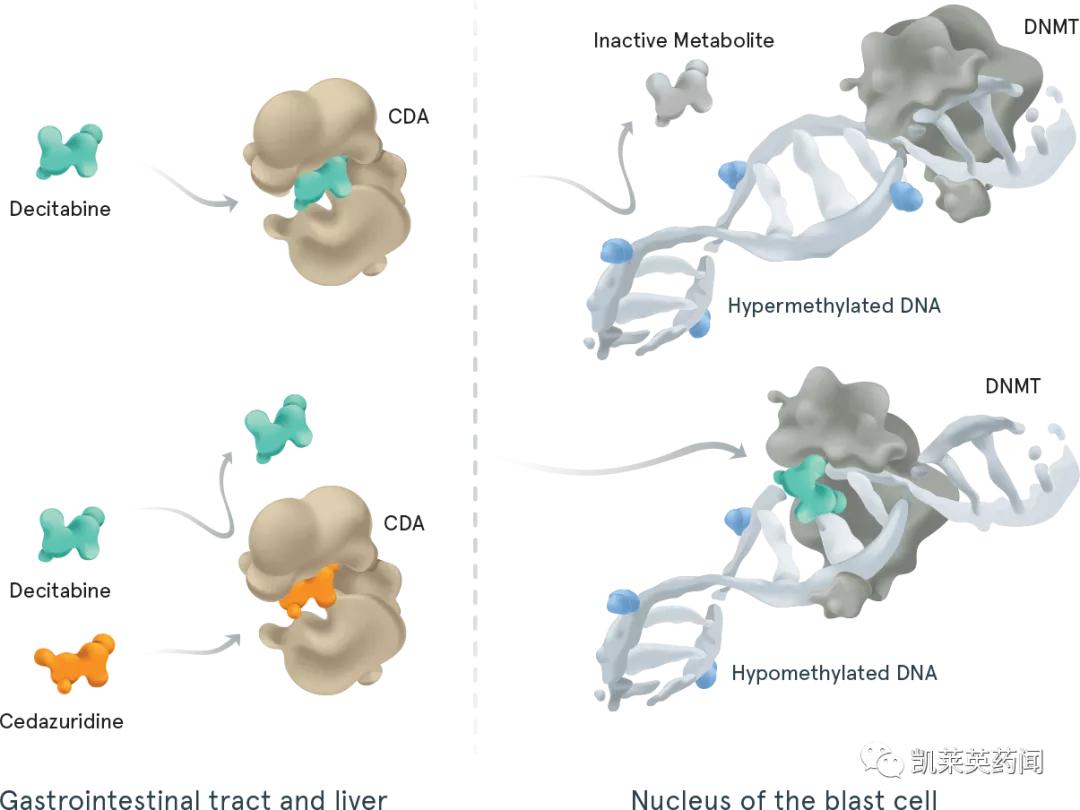 大冢制药药剂,大冢制药生产的胃药