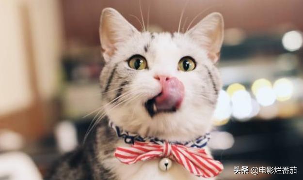 这部温情的撸猫片,让我哭得溃不成军,这是全世界猫*党**的胜利