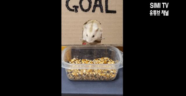 身价300万的仓鼠外网走红！住3层电梯豪宅，丰富娱乐，人不如鼠啊