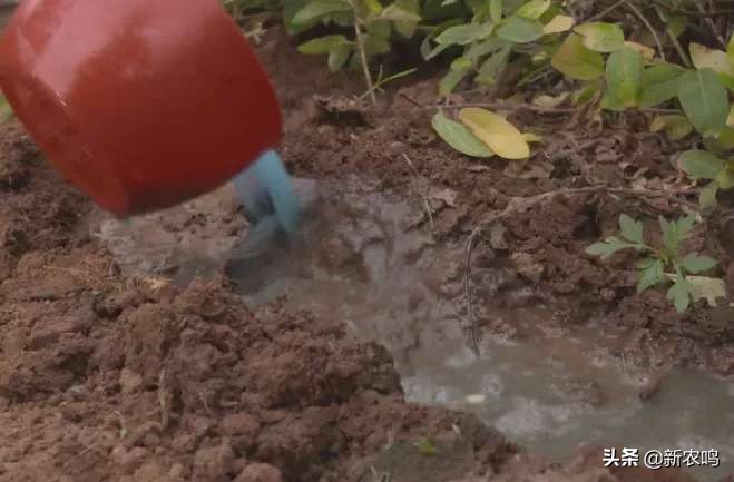 金银花得了枯枝病图片,金银花有枯枝怎么办