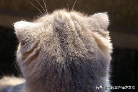 耳螨能彻底治愈是什么样子的,耳螨有自愈的可能吗