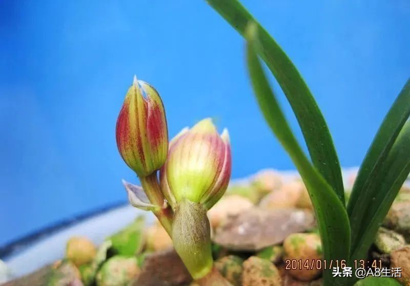 春兰姜氏荷兰名品欣赏,姜氏荷兰花春兰