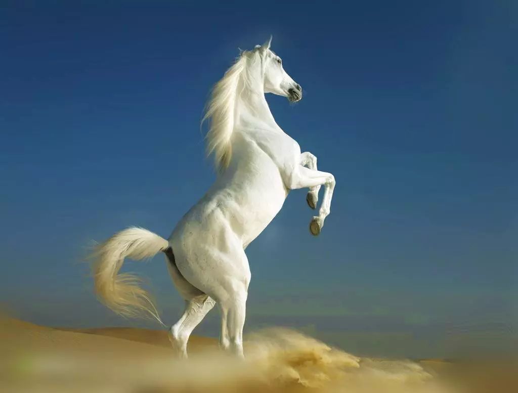 飞鹤奶粉的高品质发展之路,飞鹤成功的秘诀是