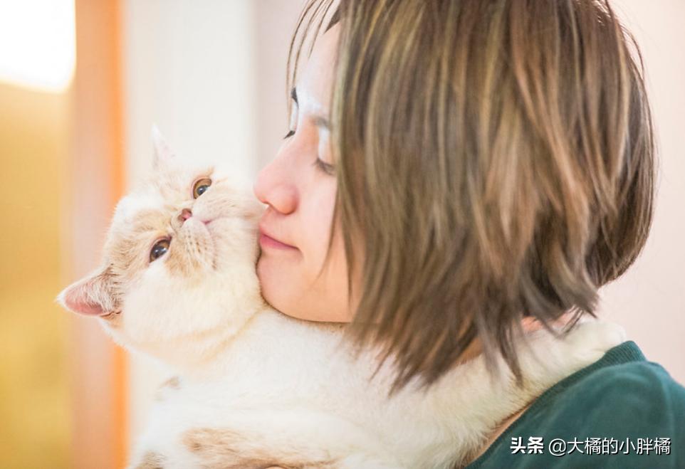 抓猫时不能犯的4个错误，一定要考虑猫咪的感受，你这样抓过吗？
