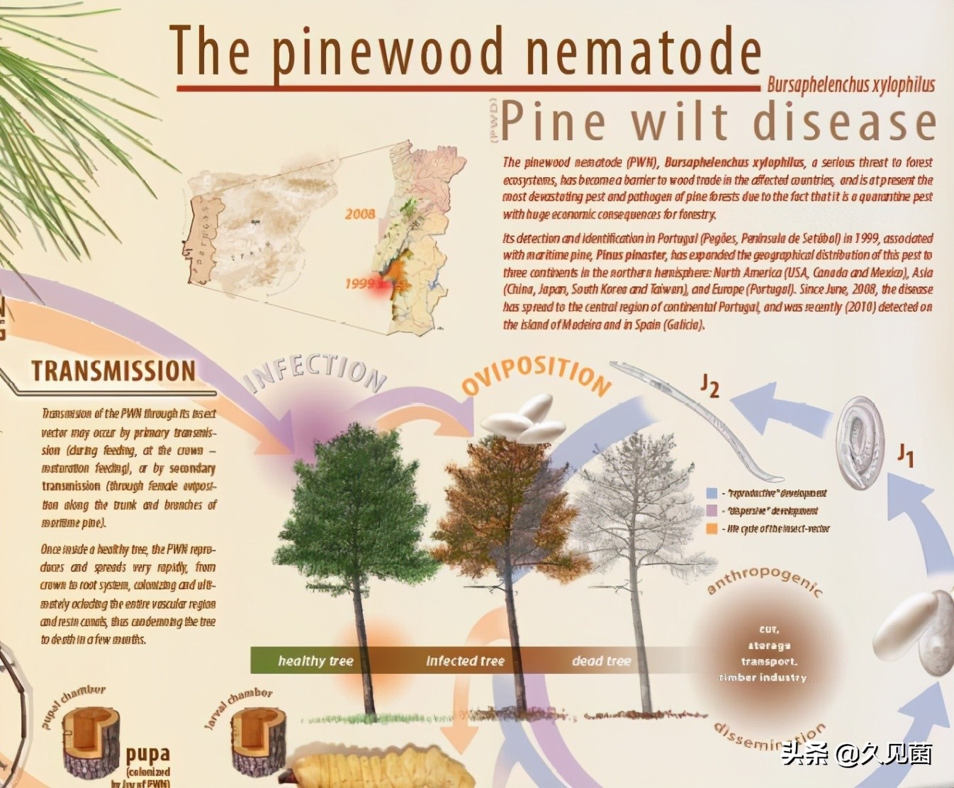 继580万吨菠萝之后,莲雾又遭退单,介壳虫到底是何方神圣?