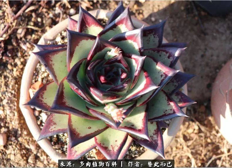 小警察的乌木：红与黑的霸气之美！