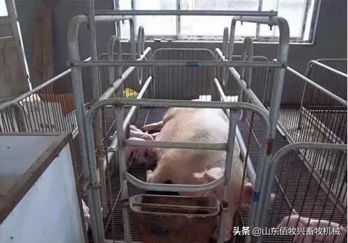 母猪产床用热镀锌和冷镀锌哪个好,母猪产床的选择及价格