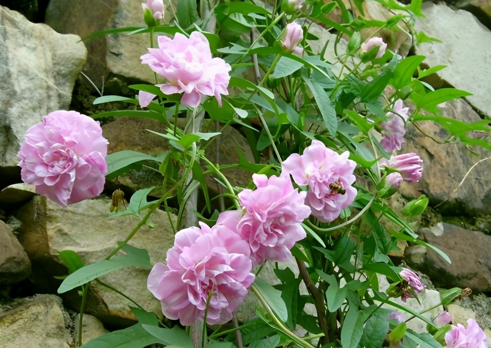 院子里可以种的爬藤花卉都有什么,10种爬藤花卉