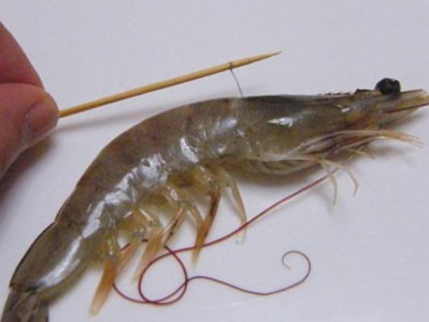 虾有两条虾线都要去掉吗,吃虾时虾线到底要不要去掉