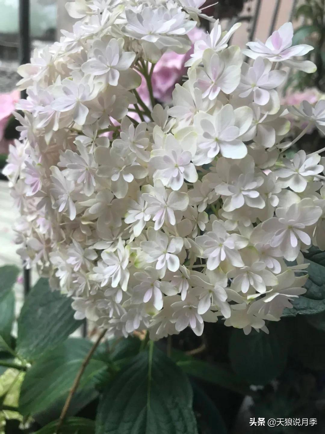 圆滚滚的绣球，瀑布般的花墙，这届花友也太会种花了吧