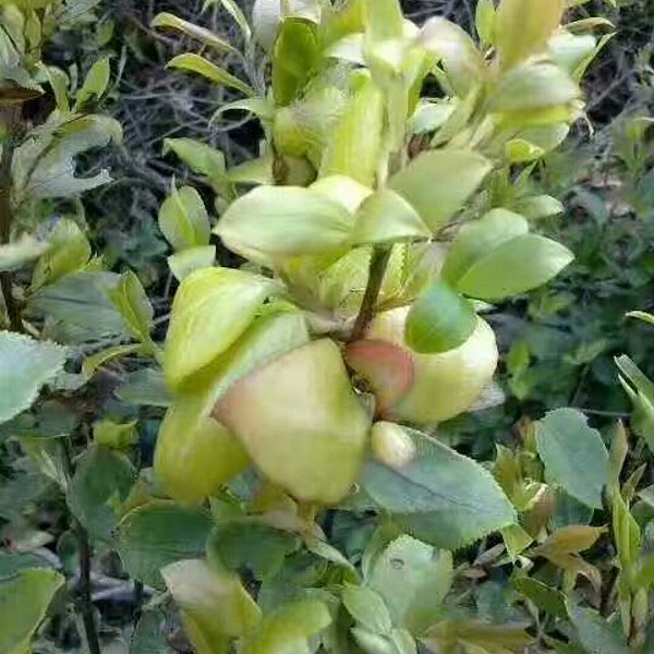 只有农村才有的野味8090后的回忆，吃过五种以上的很幸福