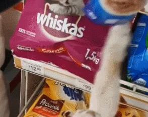 猫真的有那么聪明吗,猫真的有那么聪明嘛