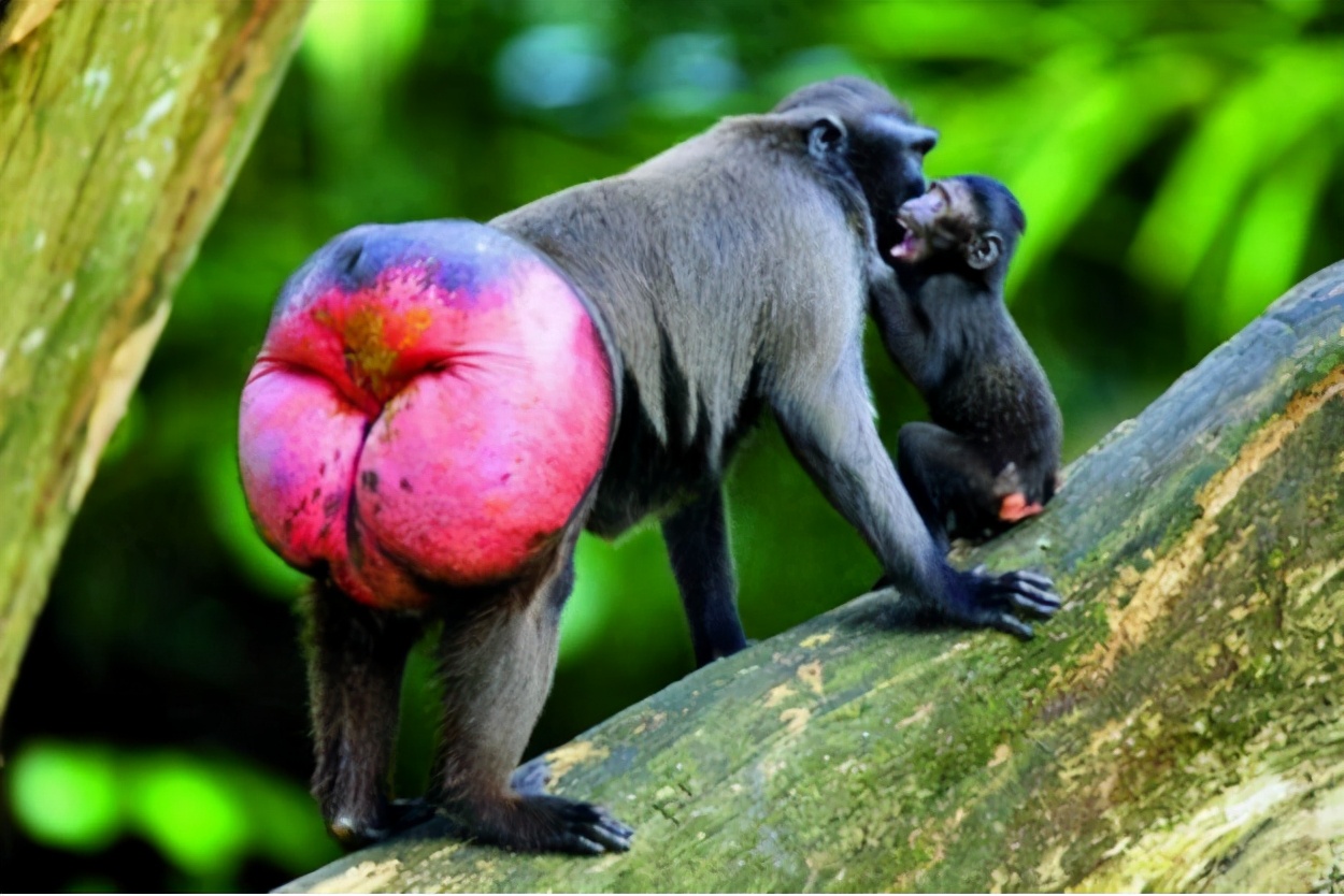 脸上有大面积红血丝怎么遮瑕,一白遮百丑的真实含义