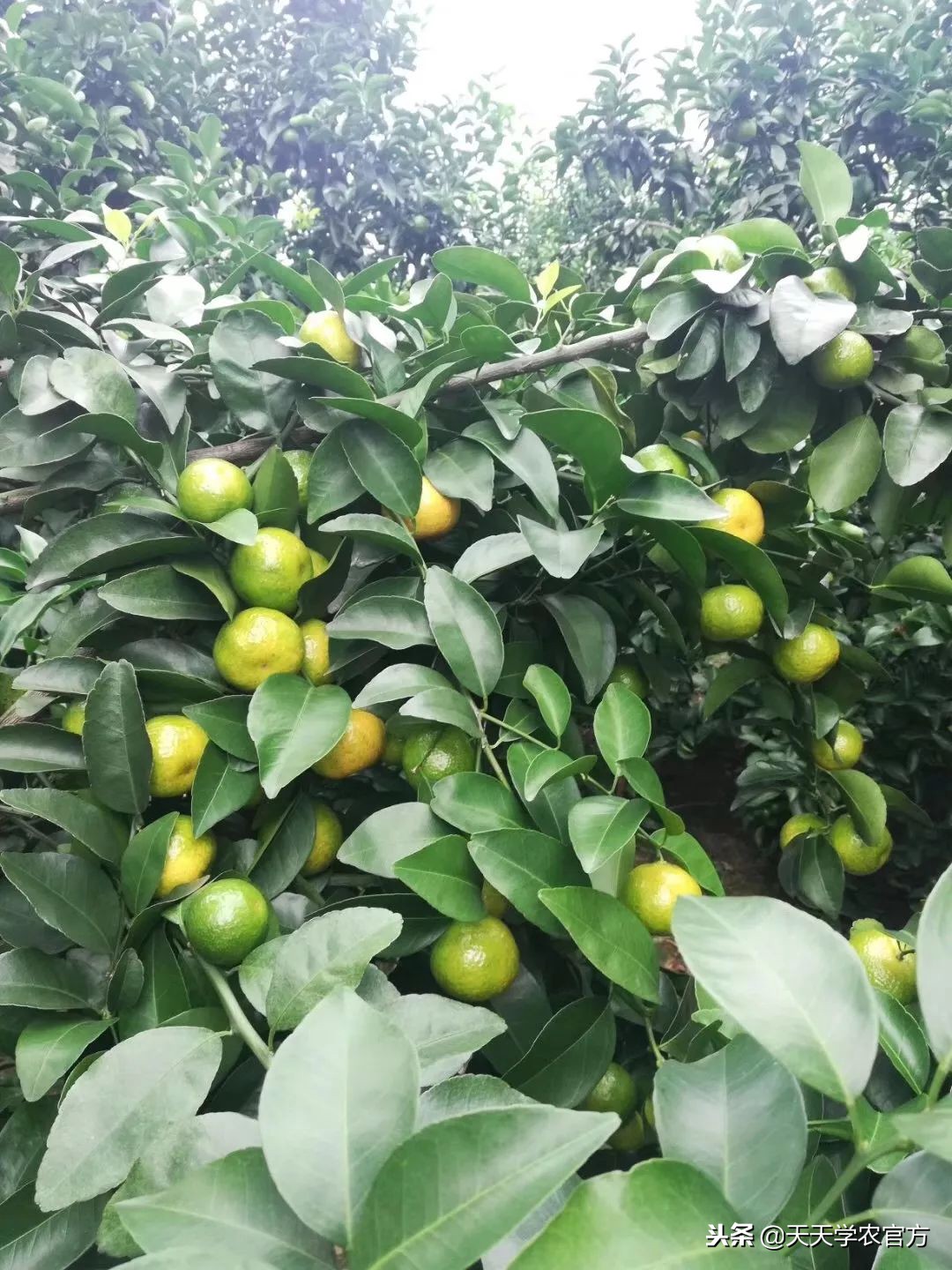 金秋砂糖桔的缺点,今年的金秋砂糖橘