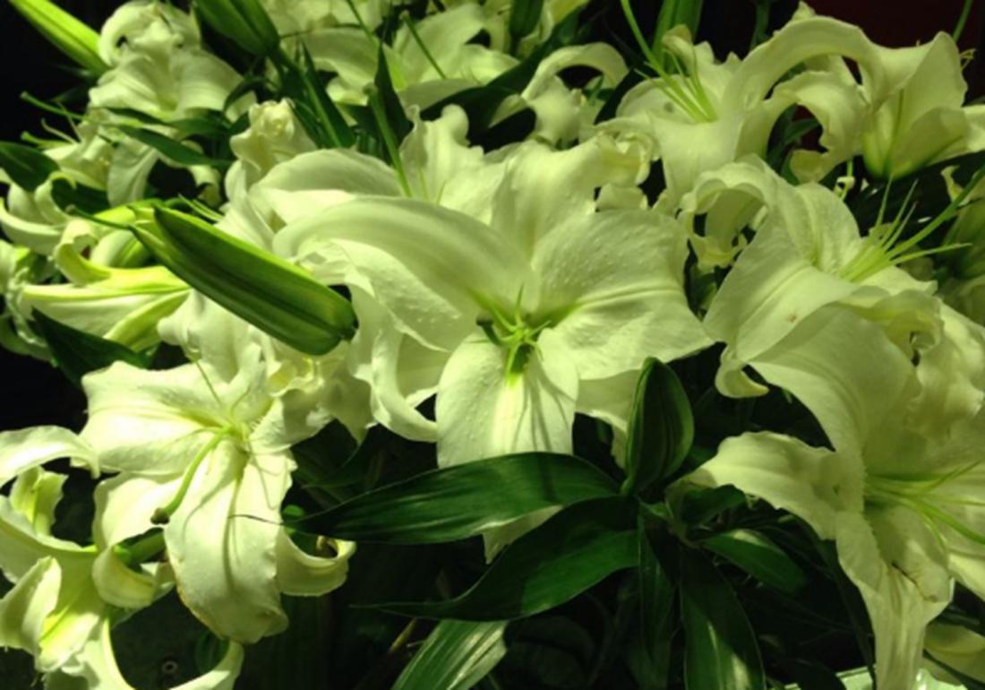 实验室无土栽培百合剥胚,百合种球的无土栽培