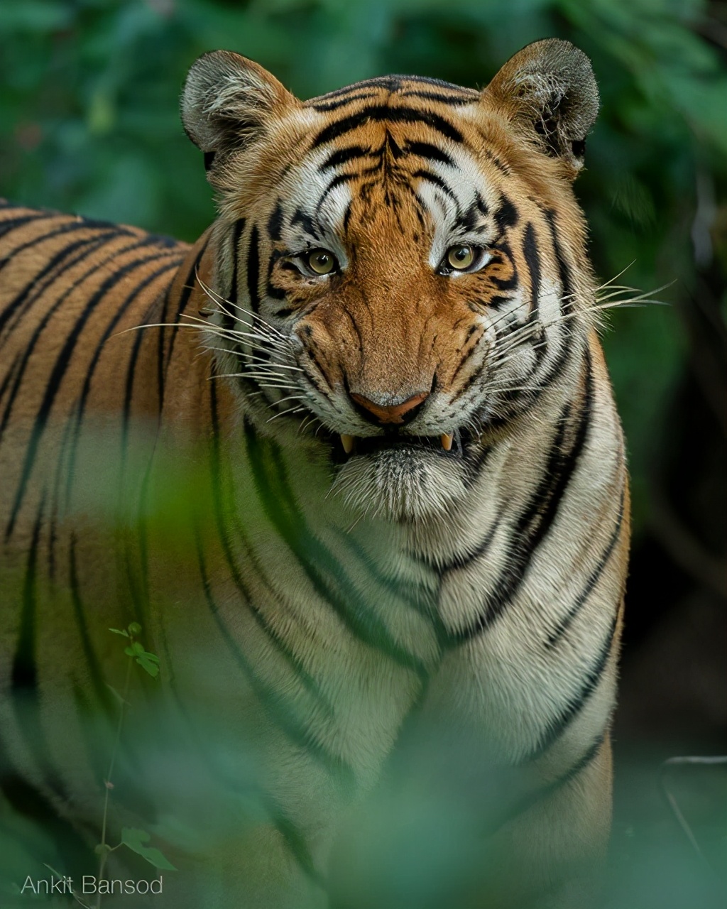 传奇虎王美元男:这只公虎两次作为“单亲奶爸”,养大了两窝虎崽