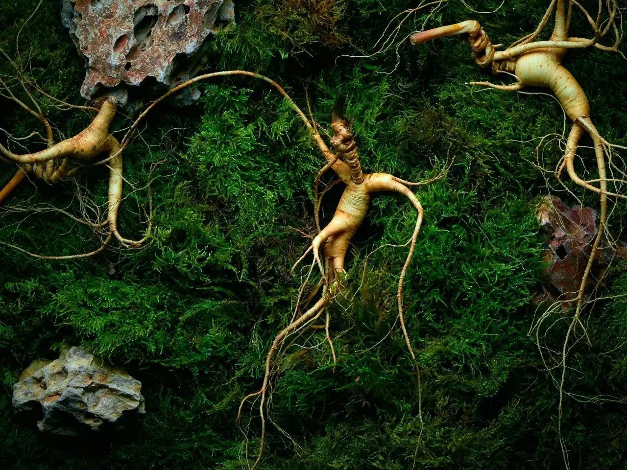 西洋参当人参卖,西洋参甩卖