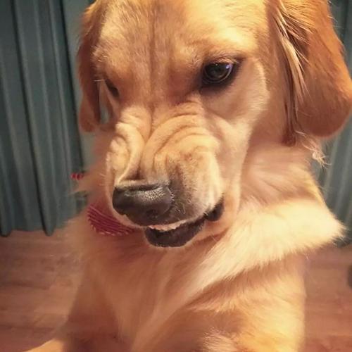 养母狗有什么好处和坏处,养母狗的好处是什么