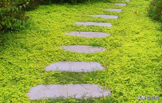 地被植物就选过路黄，轻松长成“地毯”，耐寒耐热又好看！