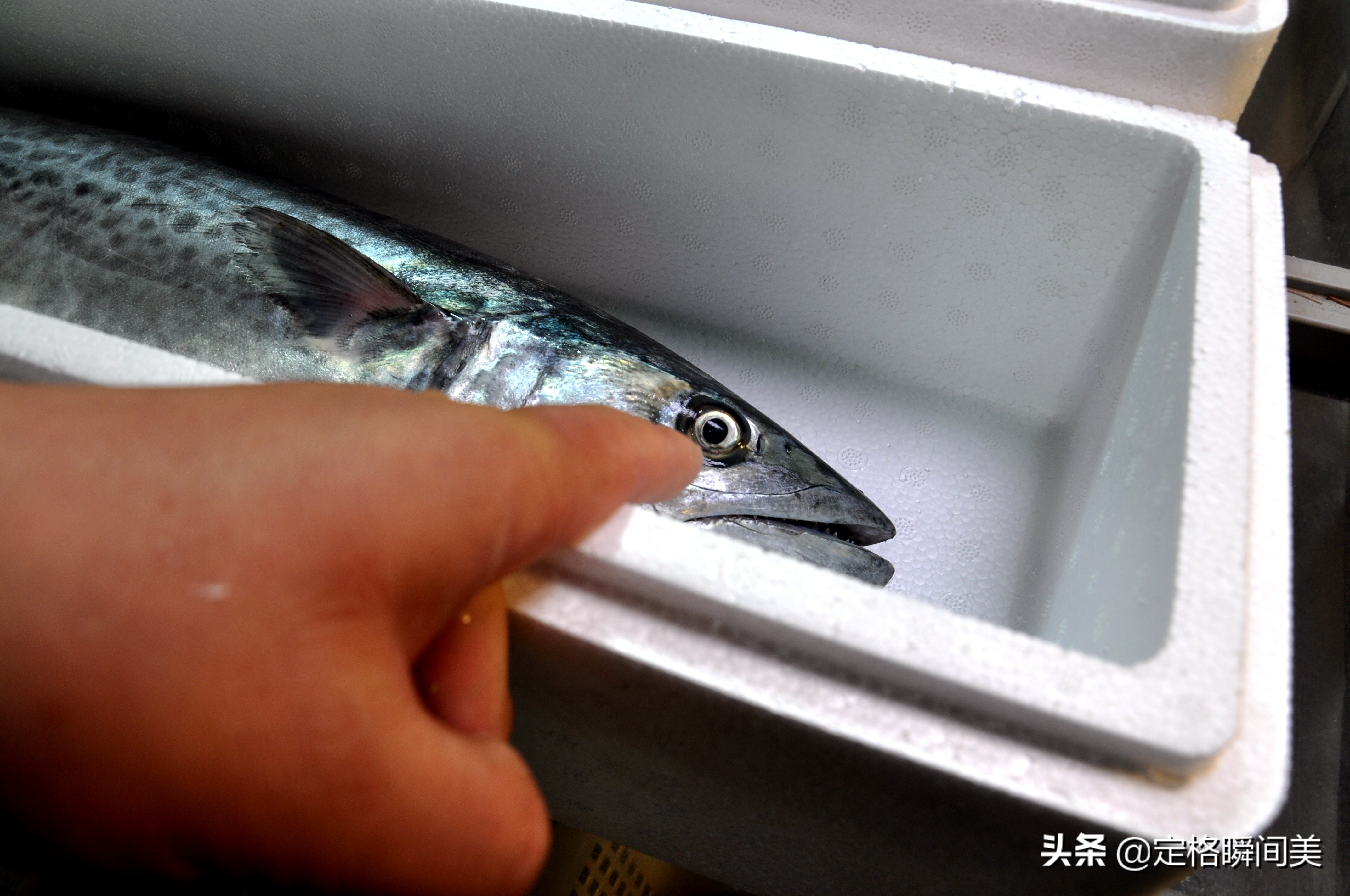 禁渔期青岛垂钓爱好者,青岛休渔期去哪里钓鱼