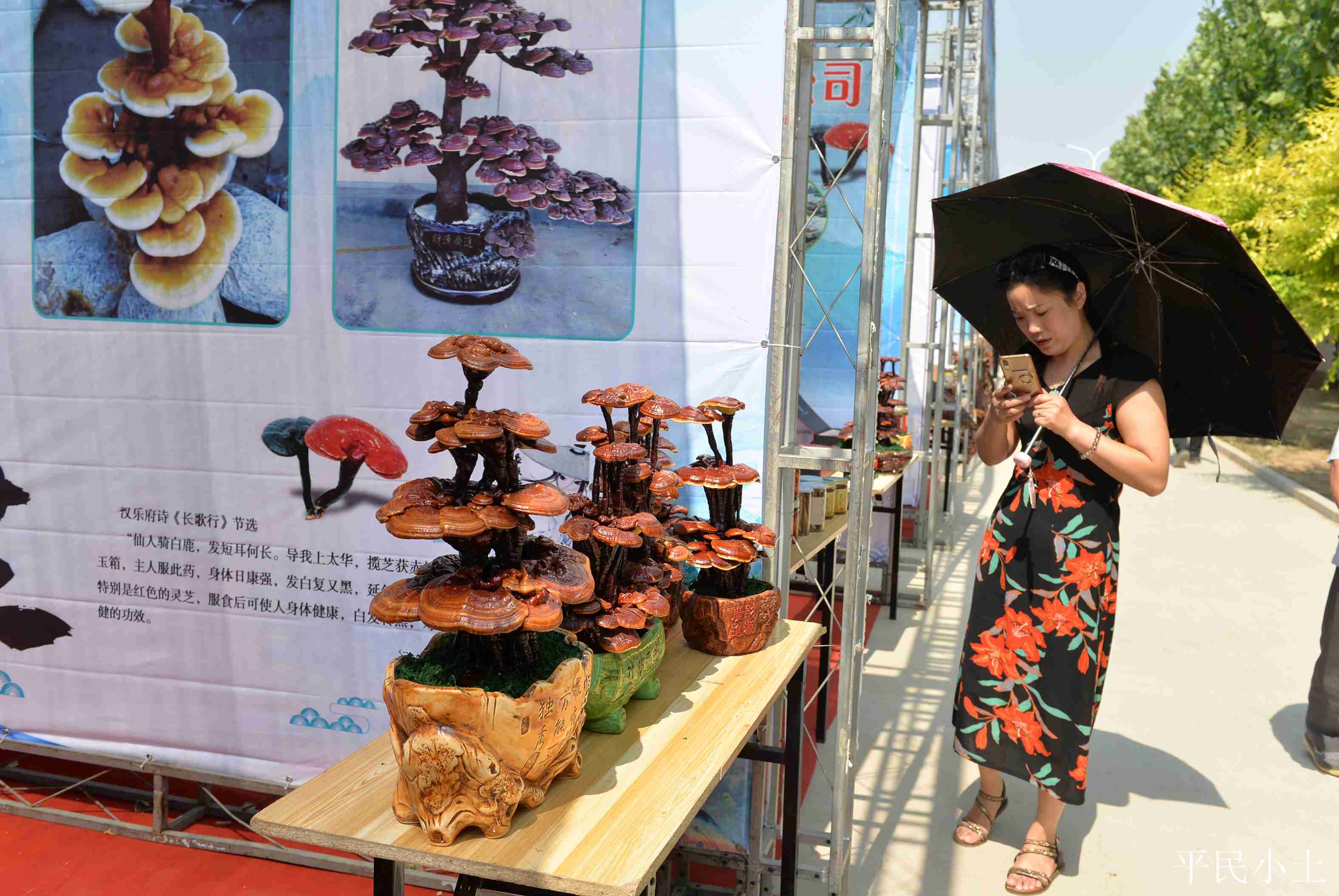 山东聊城灵芝盆景 (山东聊城盆景灵芝)