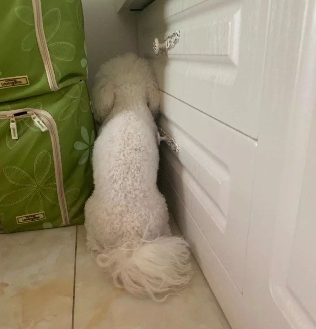 铲屎的都是因为啥和狗吵架，原谅我笑出了声