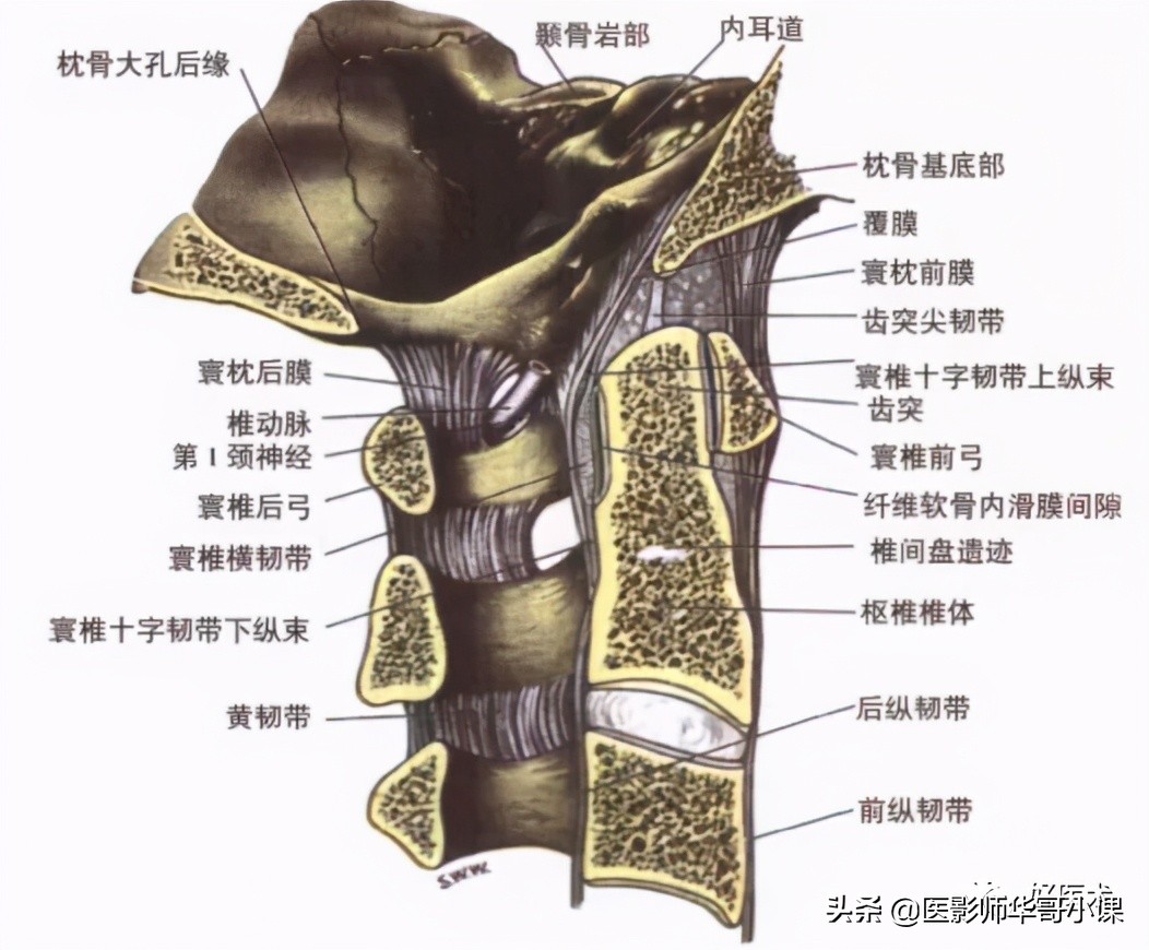 韧带解剖解说视频,韧带解剖图大全书