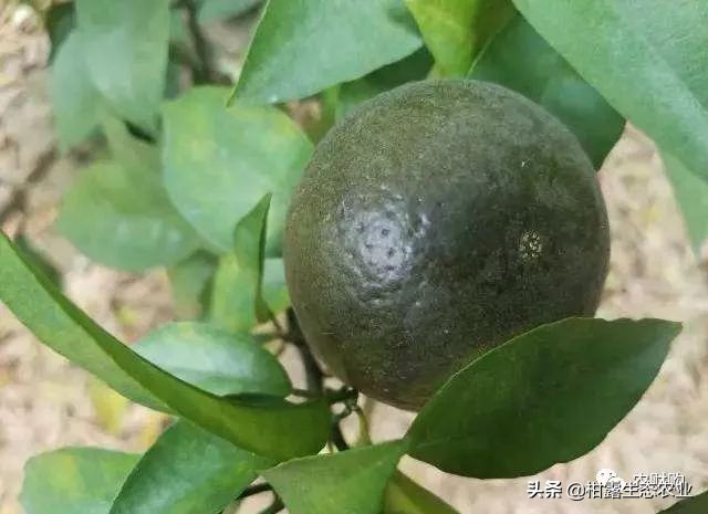 10类常见虫害高清图谱含防治方案,20种病虫害防治集合