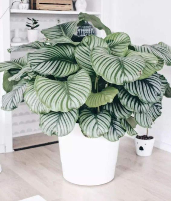 家里窗台阳光强适合养什么绿植,家里室外养花怎么摆放最好