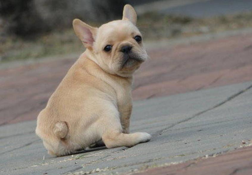 两个月的法斗怎么解决体臭,法斗体臭最好的解决方法