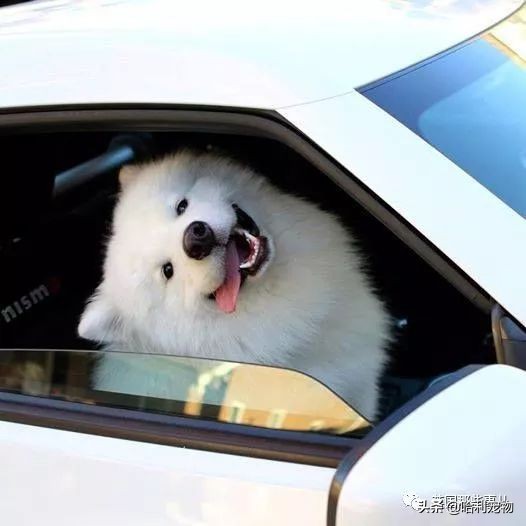 要狗看门？千万别选萨摩耶！这货除了笑不会干别的了