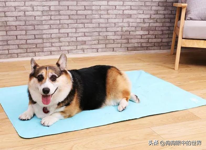 狗狗高烧40度怎么降温,夏天到了这7种狗狗最怕热了
