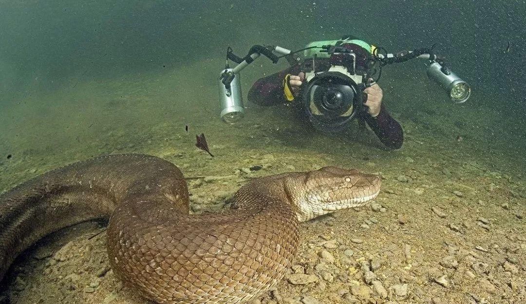探秘亚马逊热带雨林十大恐怖动物,亚马逊的雨林为什么叫人类禁区