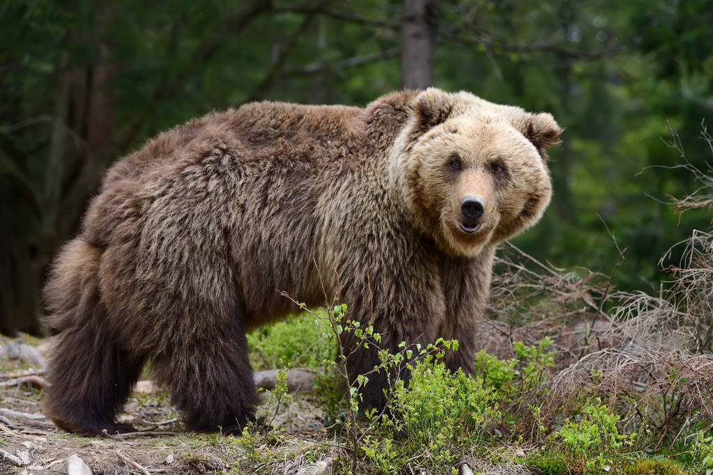 俄罗斯奇闻：男子被棕熊咬伤存储熊窝一个月，竟靠尿液活下来