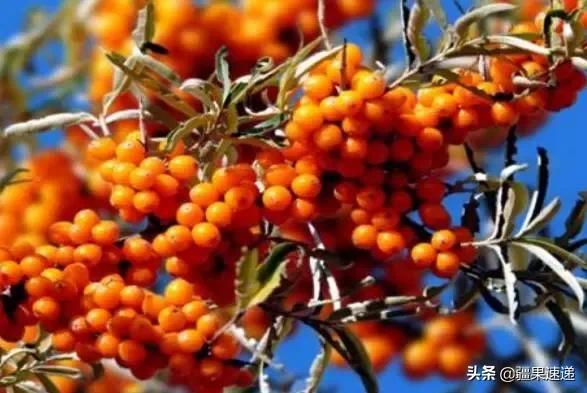 不得不吃的四种国产水果,疆内水果品种大全