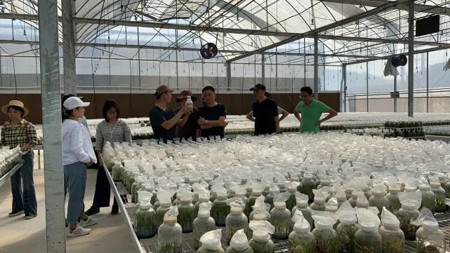 农村乡下种植的兰花,农业种植致富项目兰花