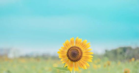 疗愈身体的神奇音乐100首完整版,疗愈身体的神奇密码