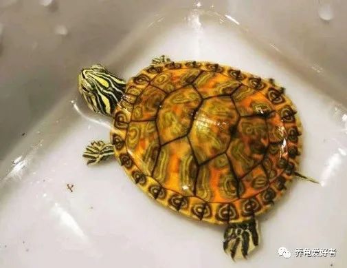 巴西脸的龟哪个好看又好养,巴西龟的品种怎样搭配出来