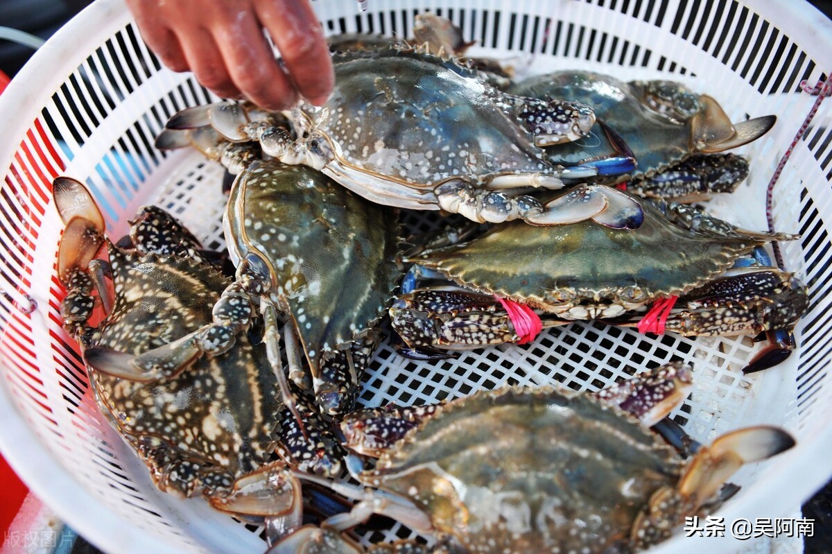 什么时候的螃蟹最肥美,教你挑选螃蟹的8个技巧