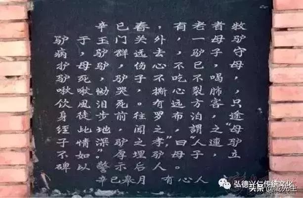 “驴子孝”，感天动地的真实故事