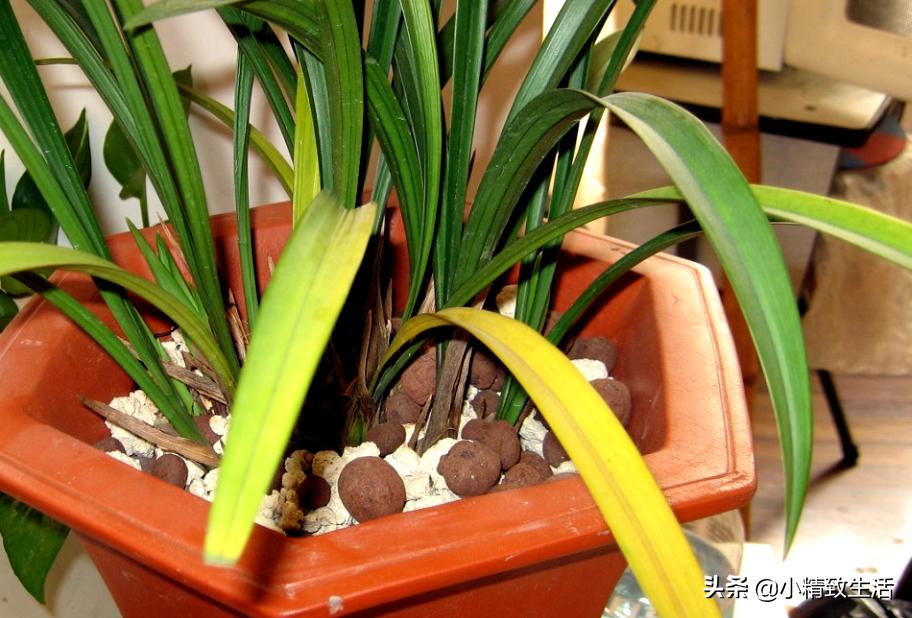 兰花枯萎怎么补救,兰花凋谢了如何再种