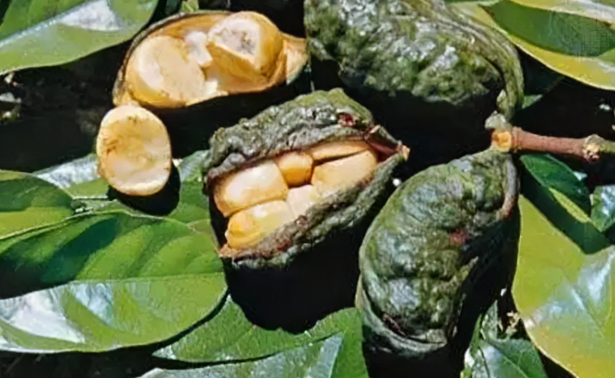 代言版《定位》01：品类的诞生