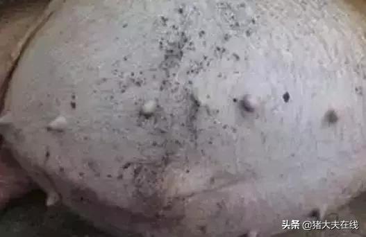 关于母猪胀气最全的综合防治,值得收藏!