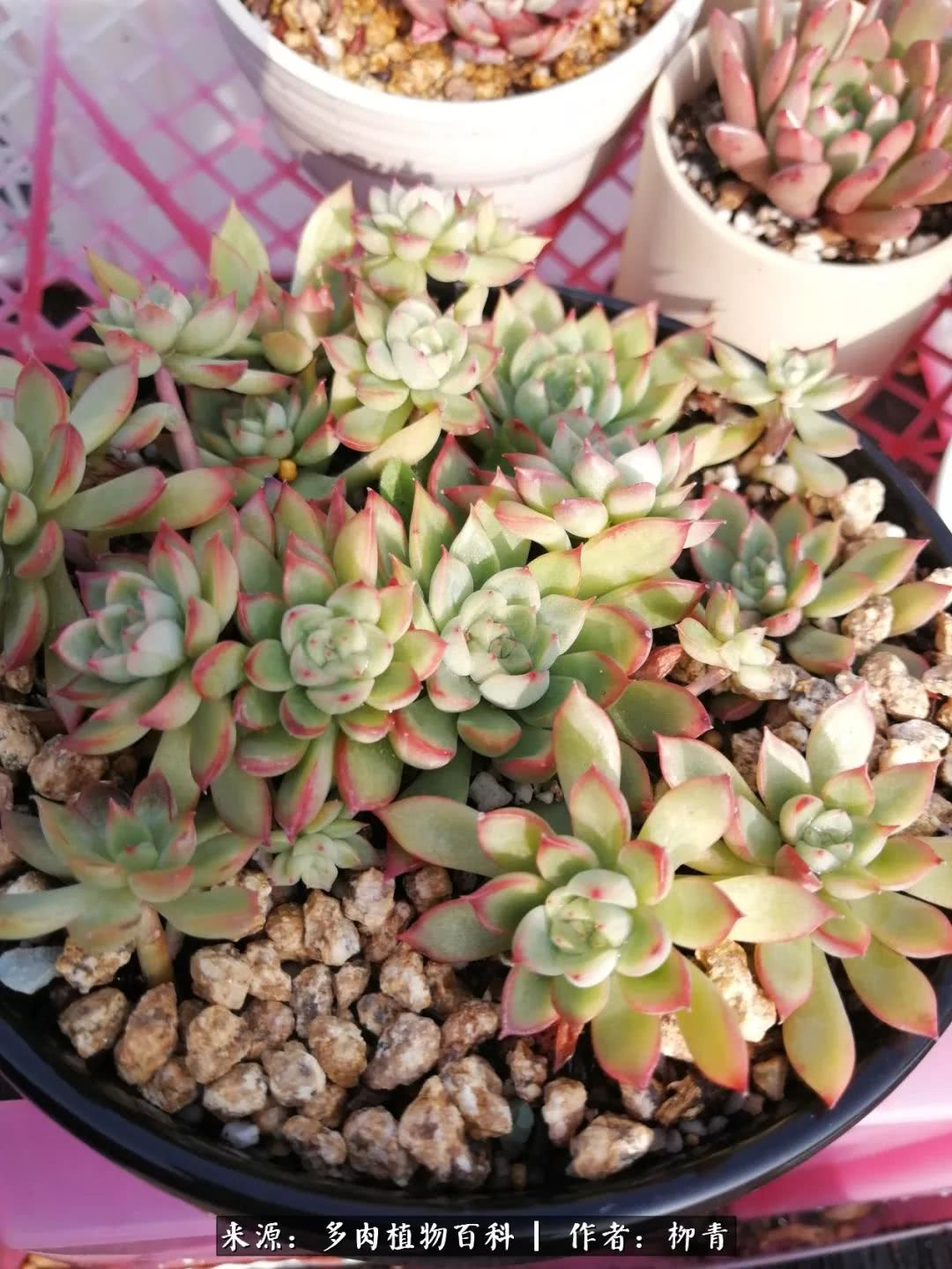 从入卡坑一个月到入卡坑三年,从入坑到现在所有品种开花图