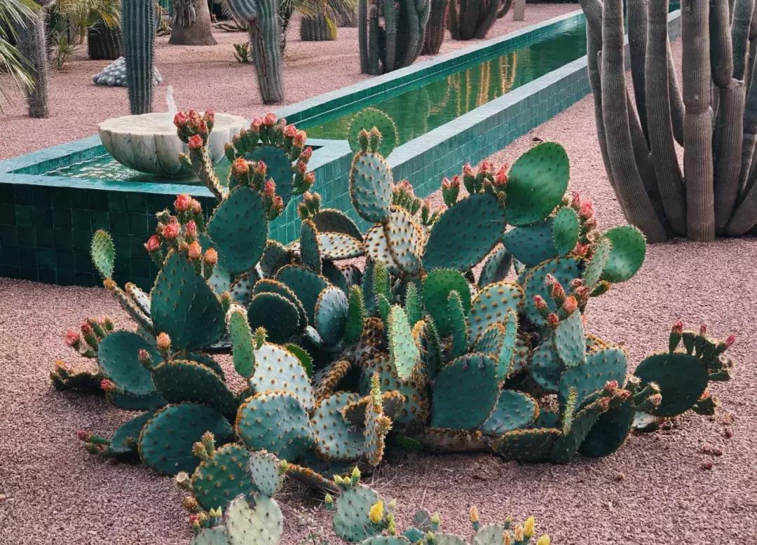 在摩洛哥皇宫，穿拖鞋看秀，是什么体验？