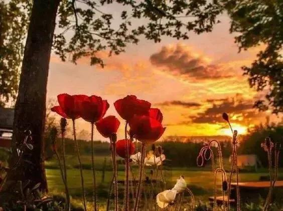 似水流年初中散文阅读,似水年华优美散文