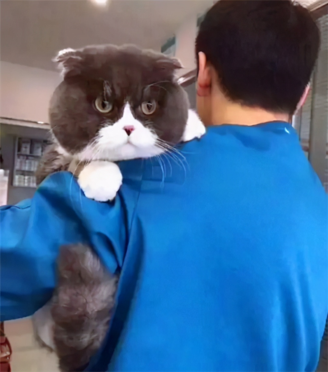 每日一笑可爱猫咪,每日一笑青春期的猫不好惹