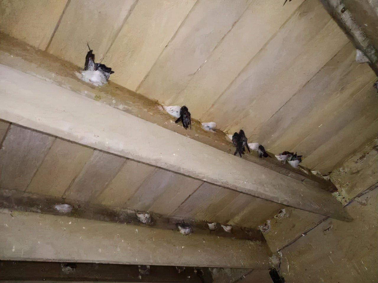 吃燕窝会让金丝燕无家可归吗,吃燕窝有负罪感