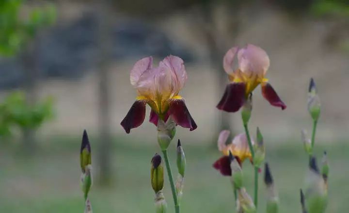 山花野鸟｜园林花语