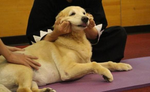 如何给狗狗按摩让狗狗感觉舒服,怎么按摩狗狗让狗狗喜欢你